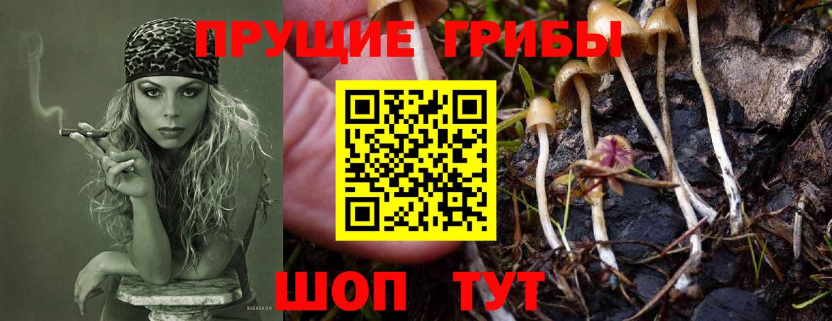 Вятские Поляны  Псилоцибиновые грибы Magic Shrooms  Вход с VPN  Псилоцибиновые грибы ЛСД 